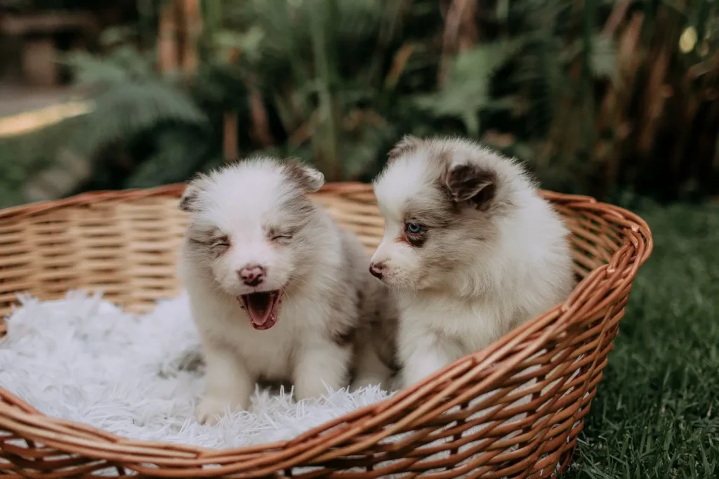 Australian Shepherd Puppy Growth: What to Expect Month by Month