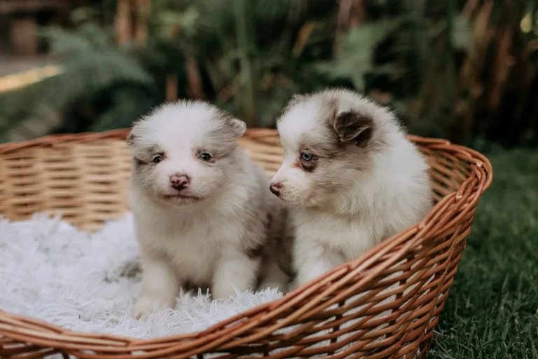 Australian Shepherd Puppies and the Teething Phase