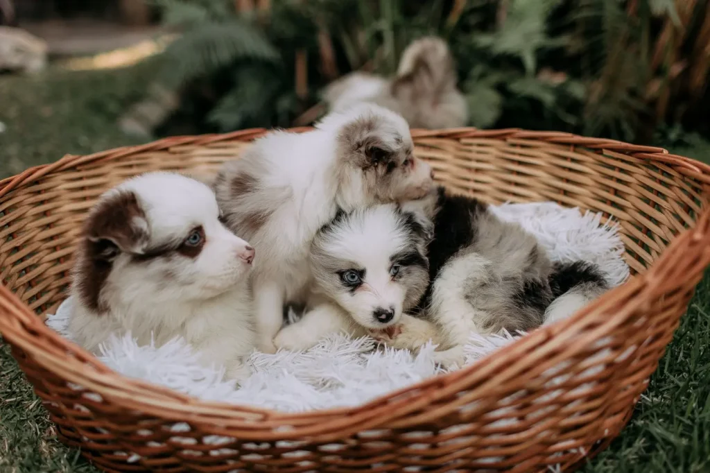 Introducing Australian Shepherds to Children
