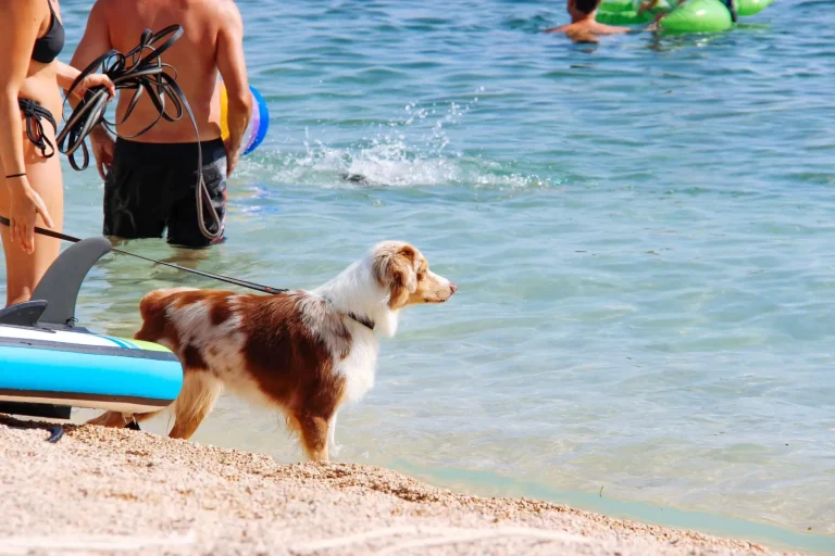 Bathing Australian Shepherds: Finding the Right Frequency