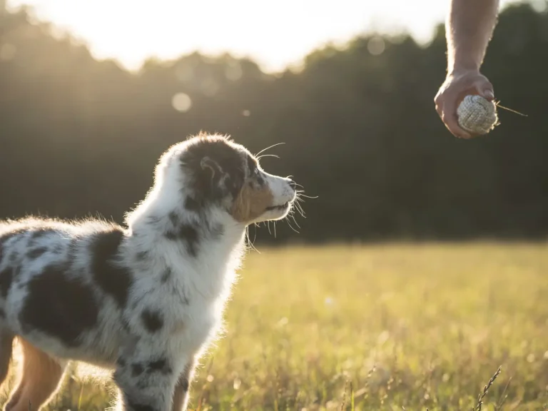 Teaching an Australian Shepherd to Stay