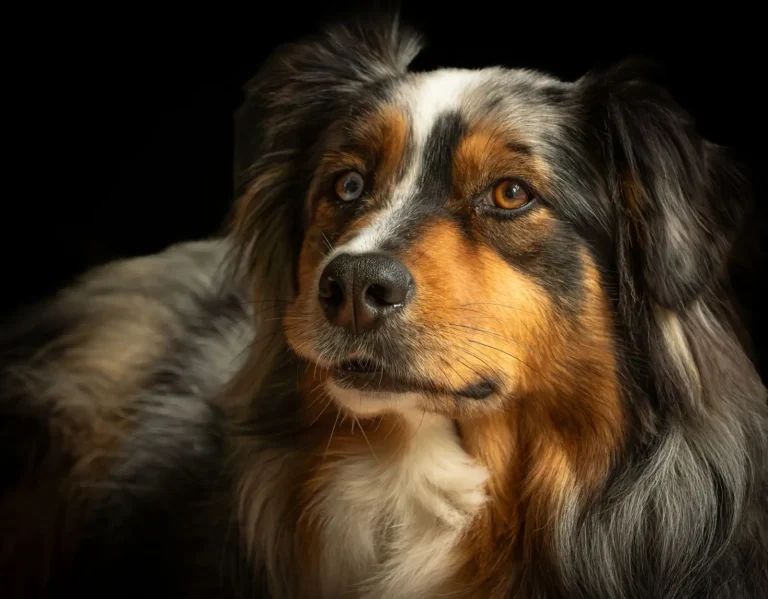 How Long Do Australian Shepherds Live How Long Do Australian Shepherds Live