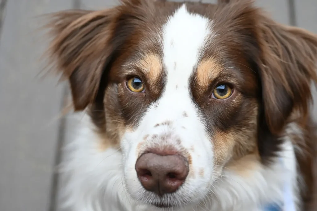 Eye Problems in Australian Shepherds