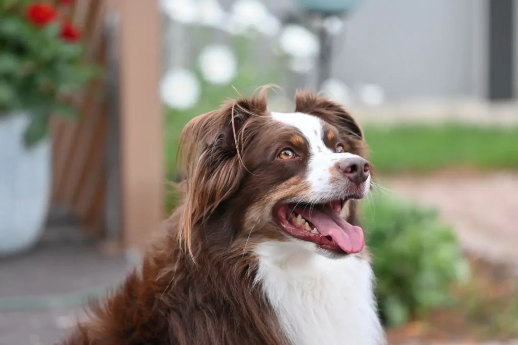 Games That Actually Engage Australian Shepherds