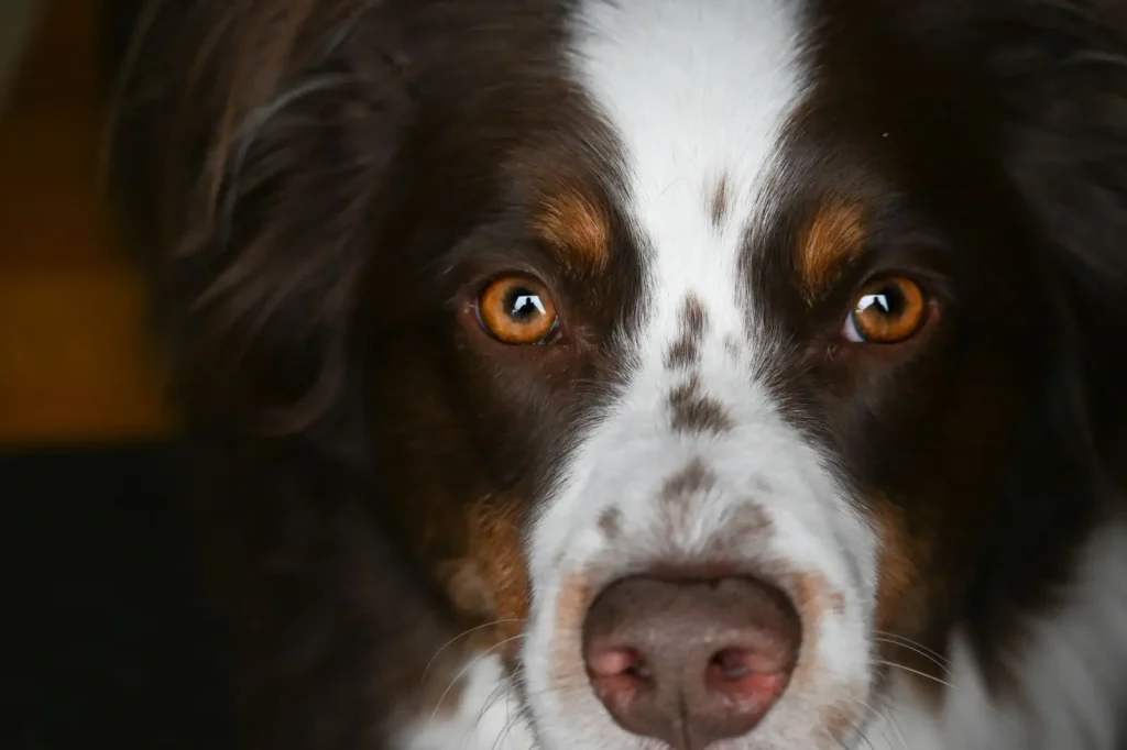 MDR1 Gene Mutation in Australian Shepherds