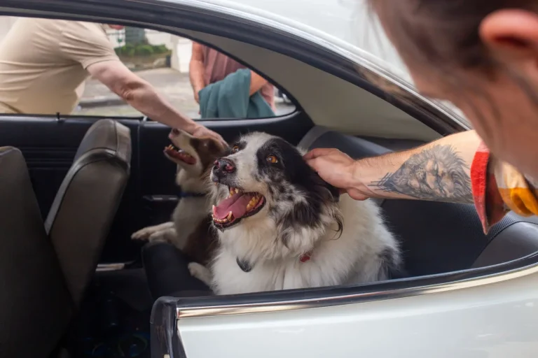 Traveling Australia With an Australian Shepherd