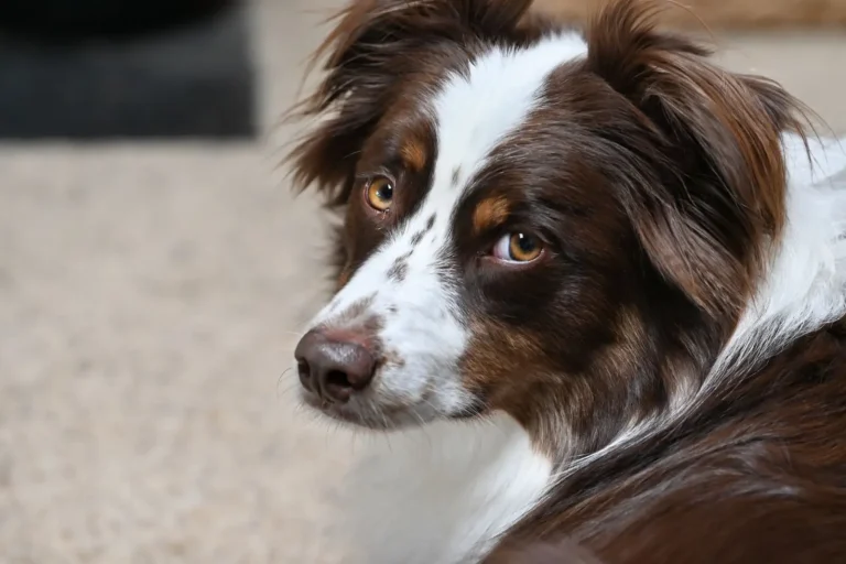 Trimming Australian Shepherd Nails: What Works in Practice Trimming Australian Shepherd Nails: What Works in Practice