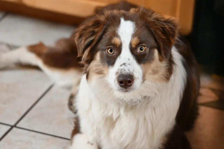 Elbow Dysplasia in Australian Shepherds