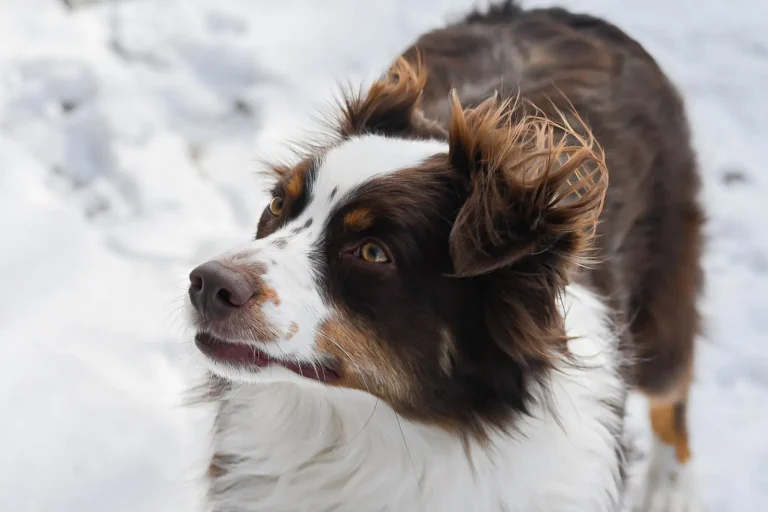 Brushing an Australian Shepherd: What Actually Works