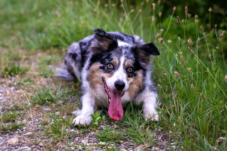 Australian Shepherds in Hot Weather