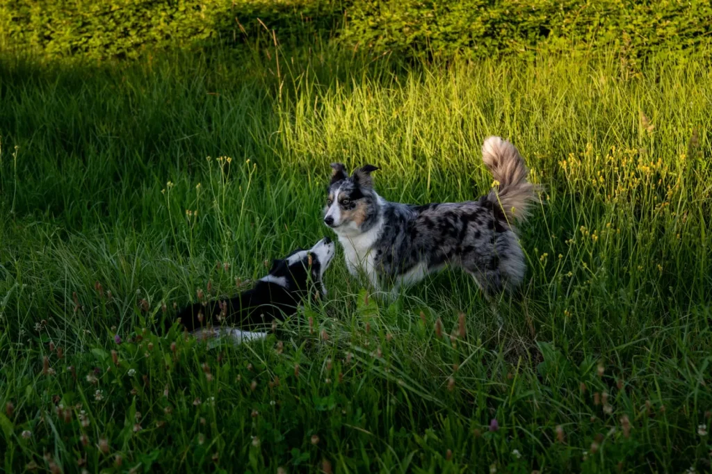 Managing Heat in Australian Shepherds Through Summer