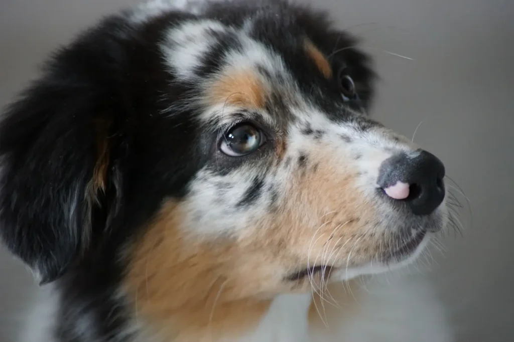 Socializing Australian Shepherd Puppies: What Actually Works