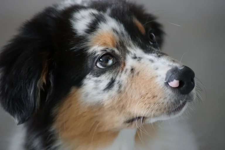 Socializing Australian Shepherd Puppies: What Actually Works