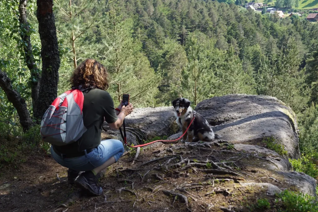 Bushwalking with an Australian Shepherd