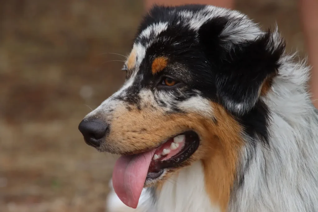 Australian Shepherd Communities and Clubs Across Australia