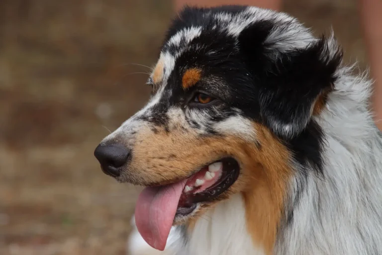 Australian Shepherd Communities and Clubs Across Australia