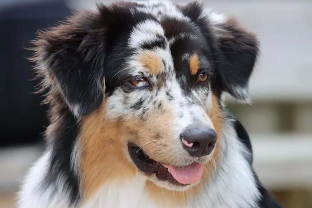 Male vs Female Australian Shepherds: Real Differences