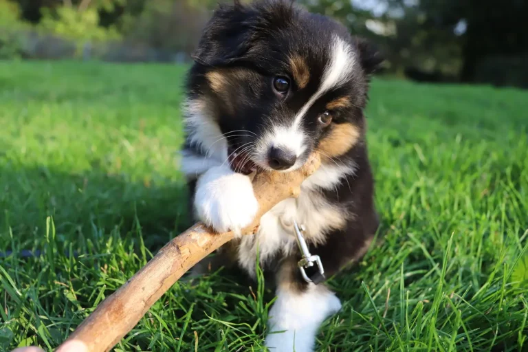 What to Have Ready Before Your Australian Shepherd Arrives