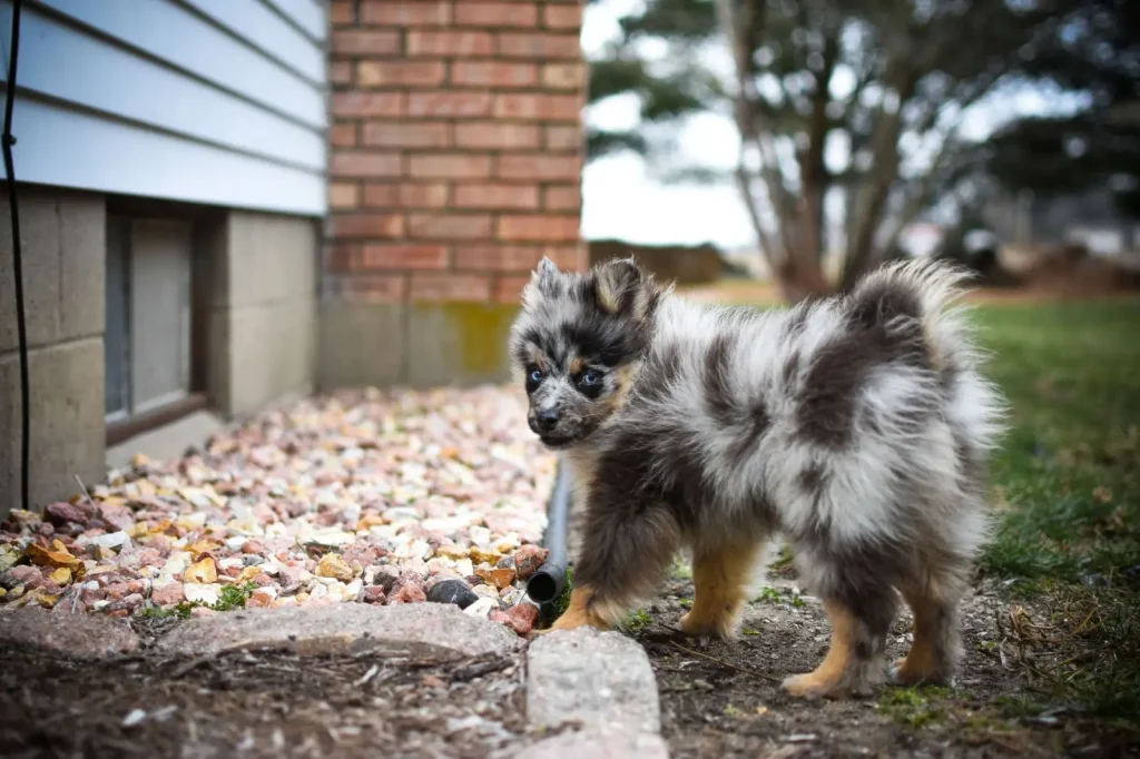 Keeping Australian Shepherds Engaged in the Backyard