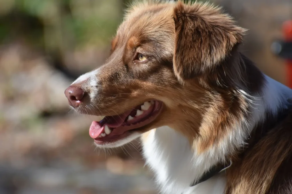 Australian Shepherd Health Testing: What Breeders Actually Screen For