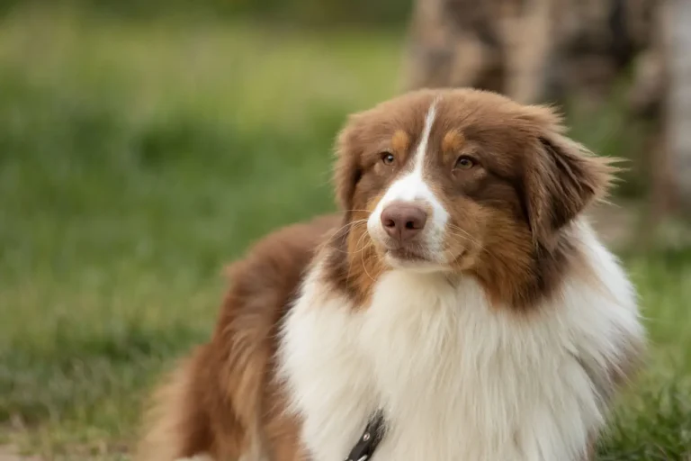 Australian Shepherd vs Cattle Dog: What Years of Work Teach You