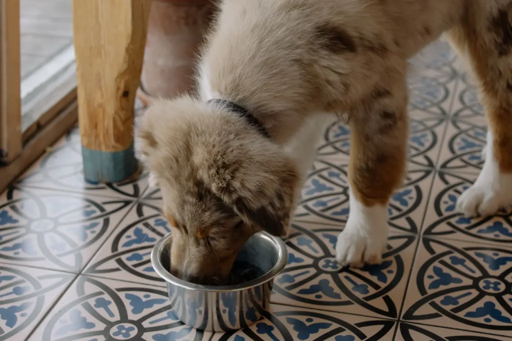 Feeding Australian Shepherd Puppies: What Actually Works