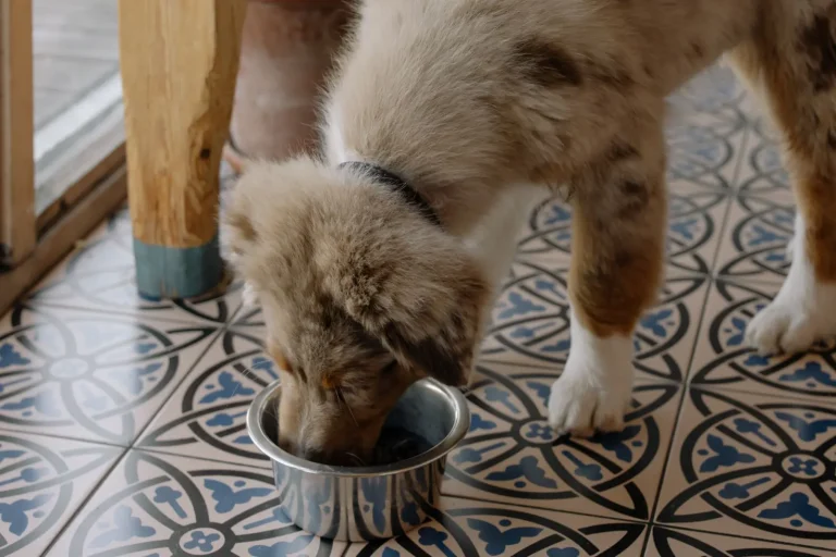 Feeding Australian Shepherd Puppies: What Actually Works