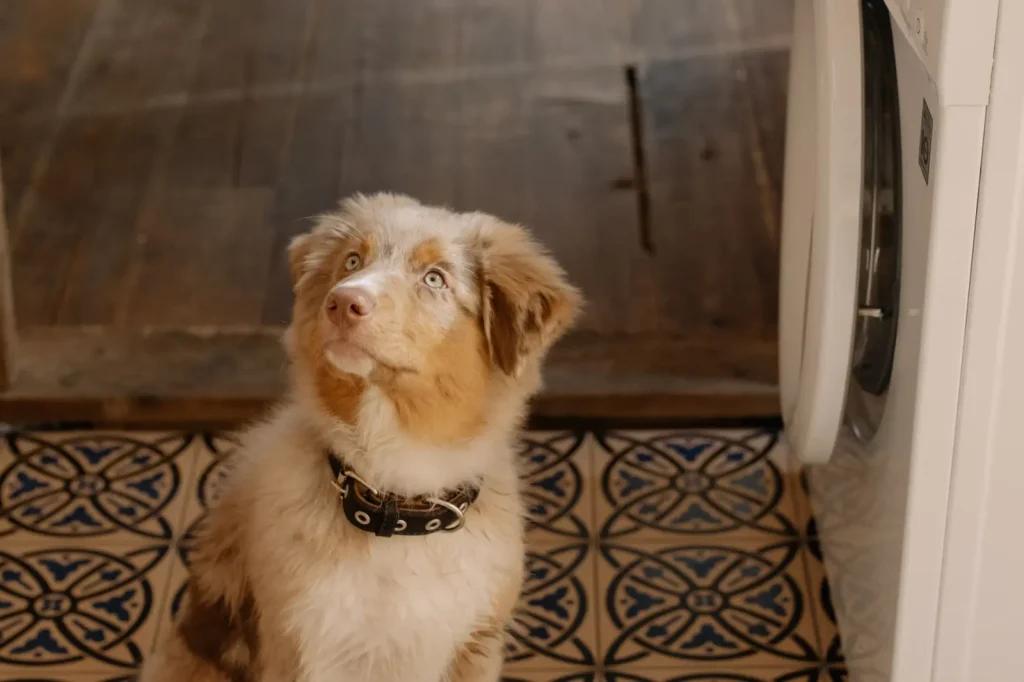 Bringing an Australian Shepherd Puppy Home