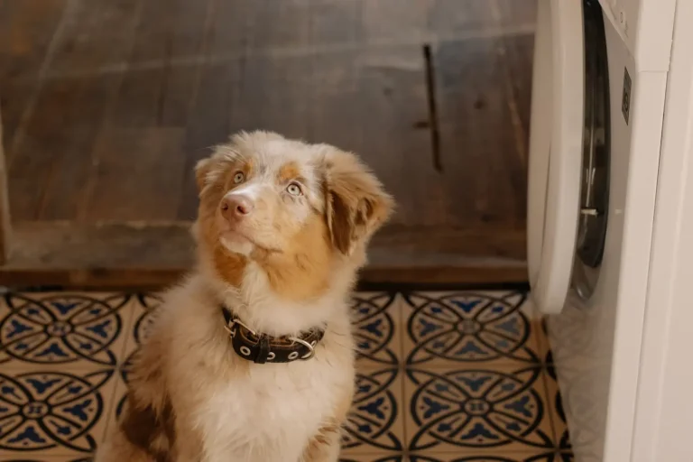 Bringing an Australian Shepherd Puppy Home