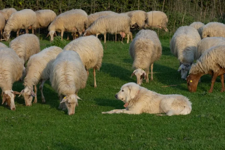 Living with an Australian Shepherd in Australia
