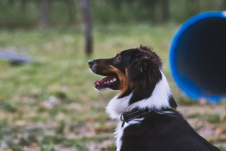 Australian Shepherds and Daily Exercise: What Really Works