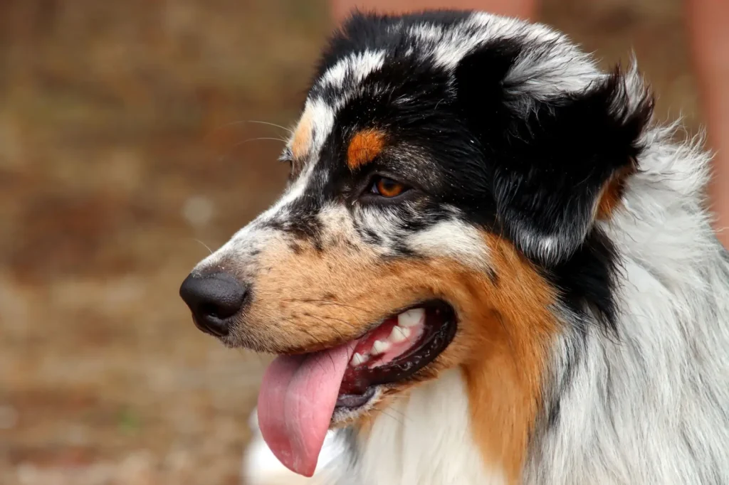 Working and Show Australian Shepherds: Real Differences in Drive and Structure