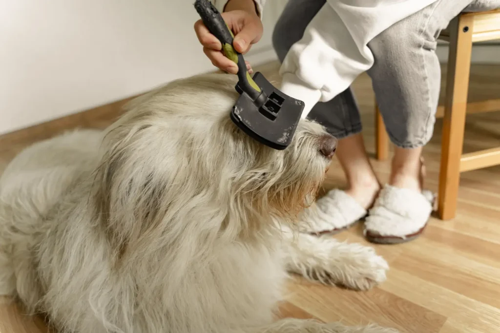 Australian Shepherd Coat Care in Practice