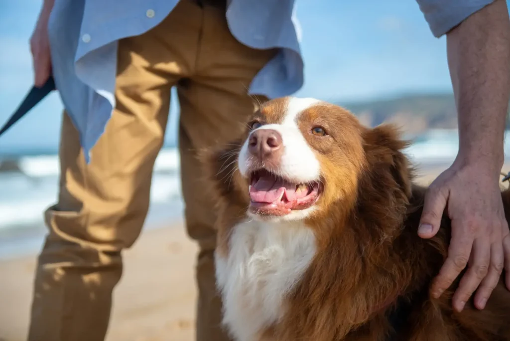 Australian Shepherds and the Velcro Dog Reality