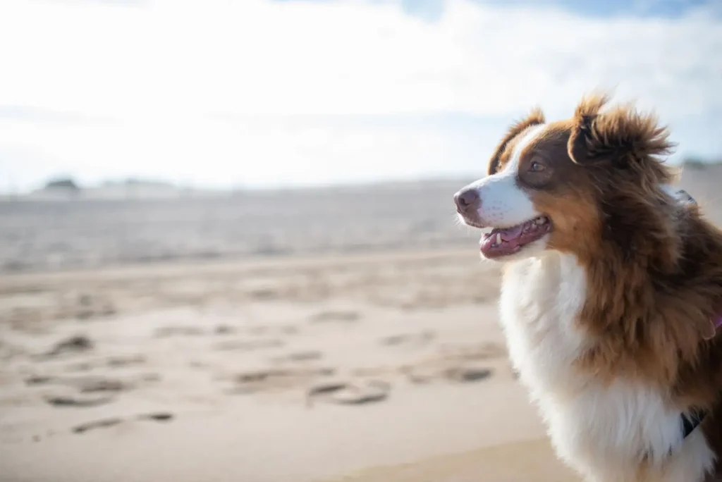Beach Safety for Australian Shepherds in Australia