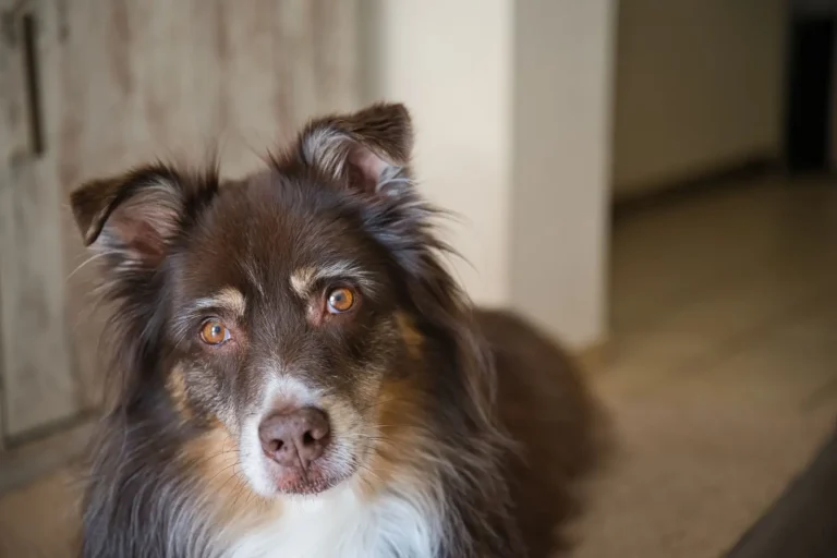 Australian Shepherd vs Miniature American Shepherd