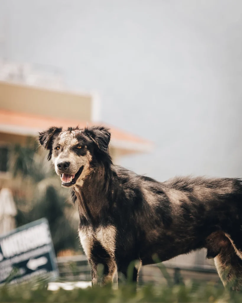 Socializing Australian Shepherd Puppies Without Overwhelm