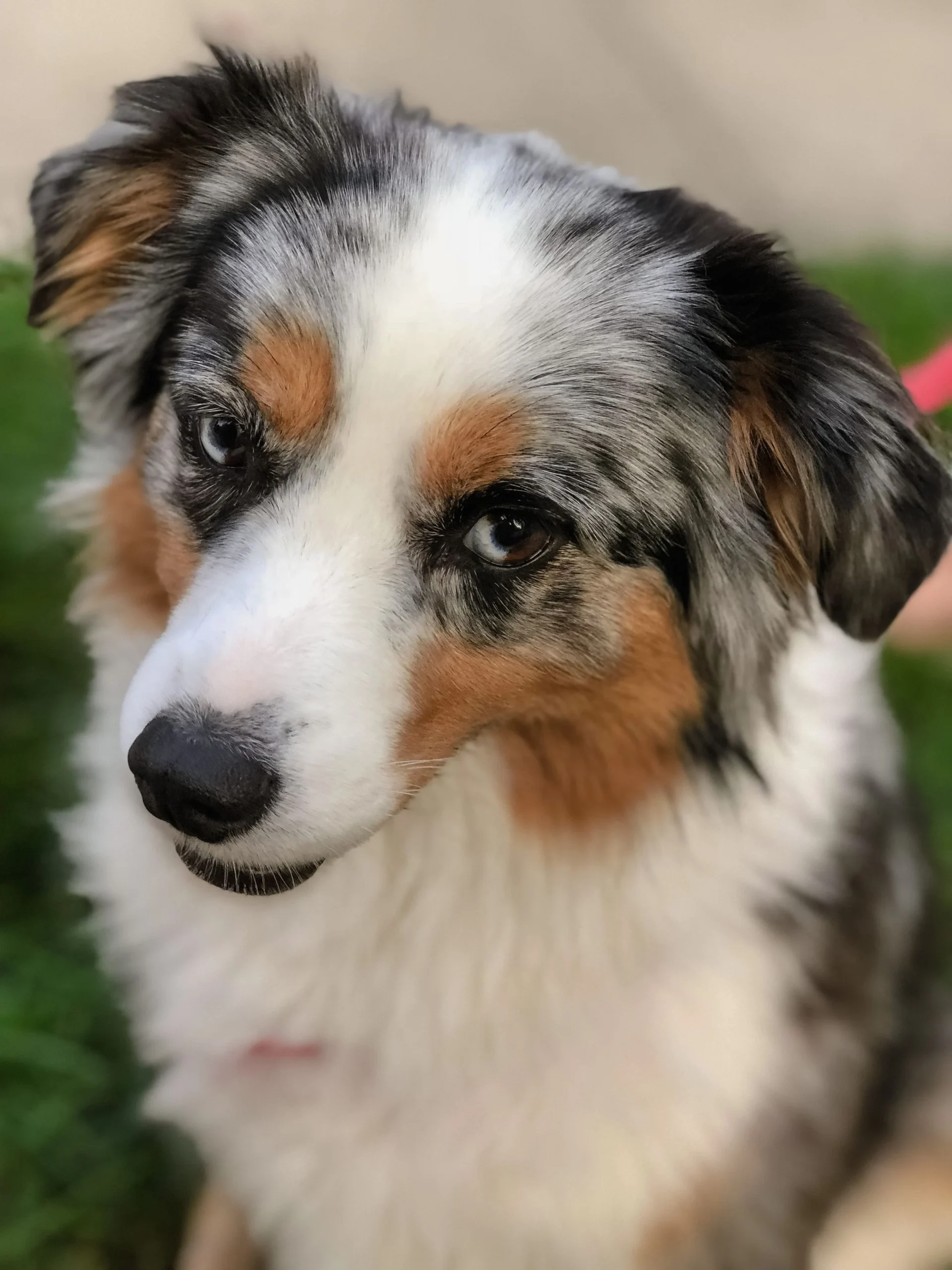 Australian Shepherd outdoors