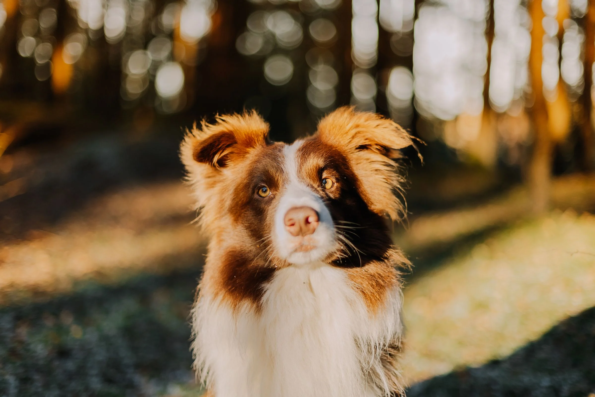 Australian Shepherd companion