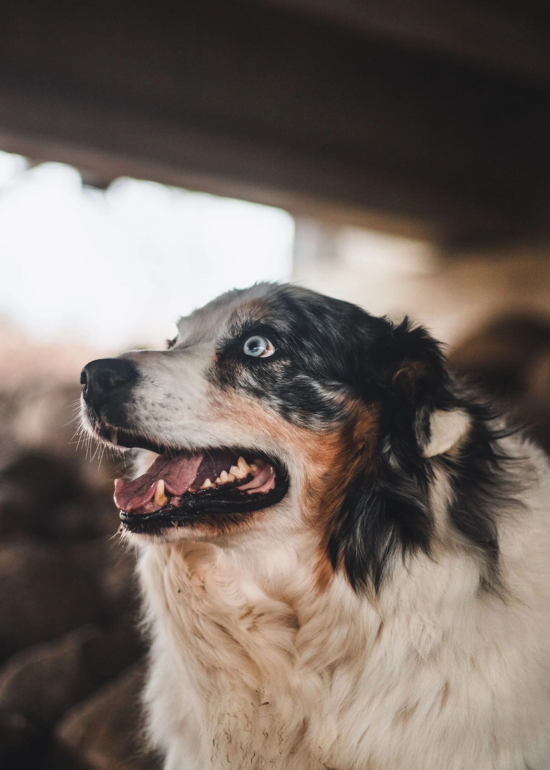 Australian Shepherd outdoors