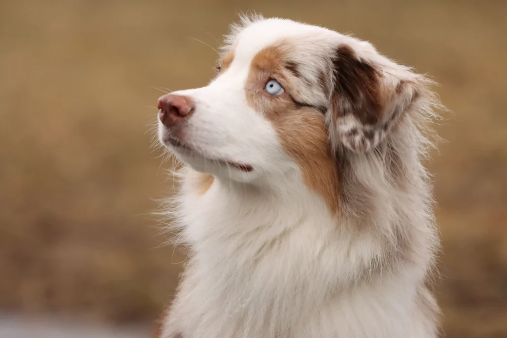 What Australian Shepherds Actually Protect