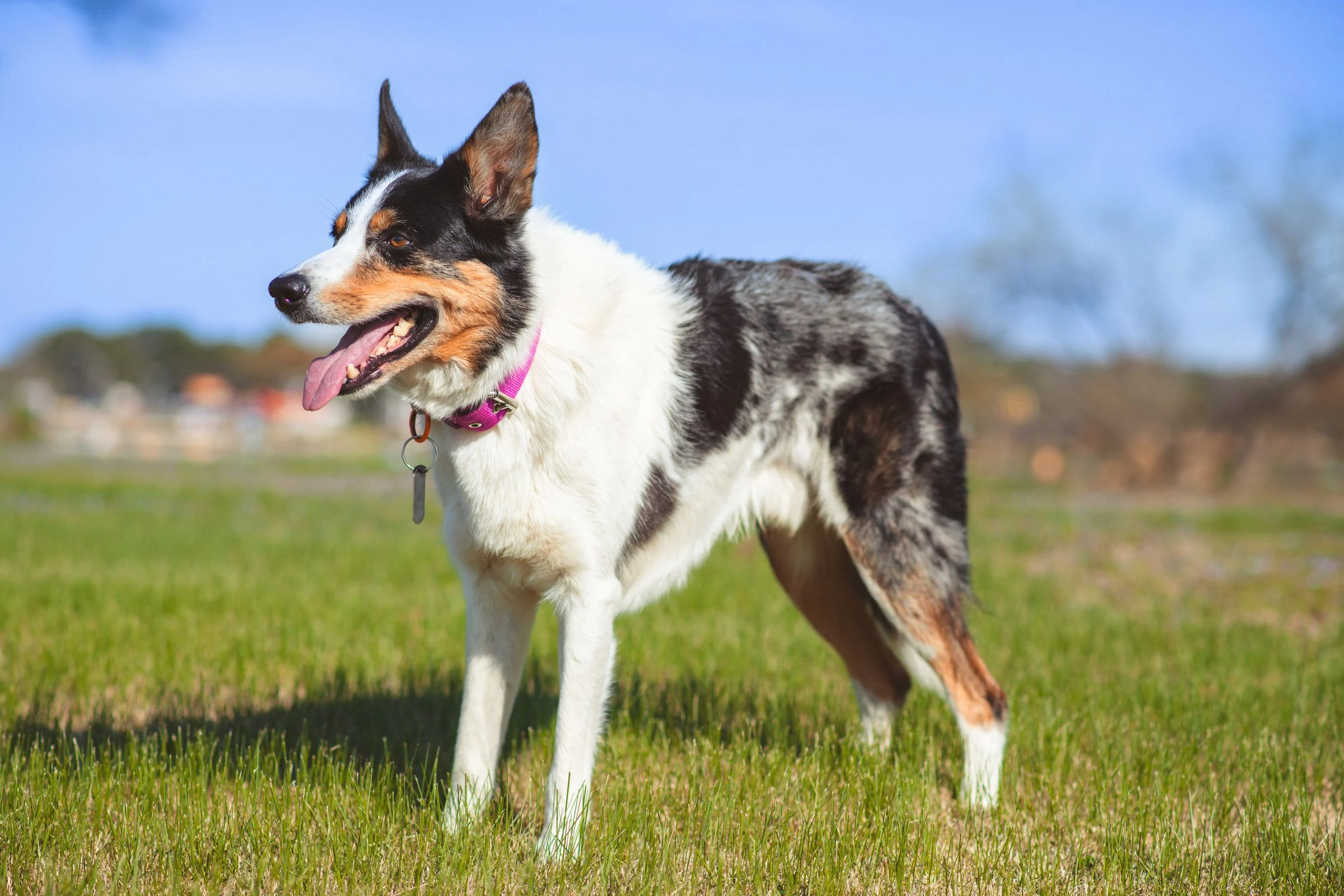 Australian Shepherd standing on grass