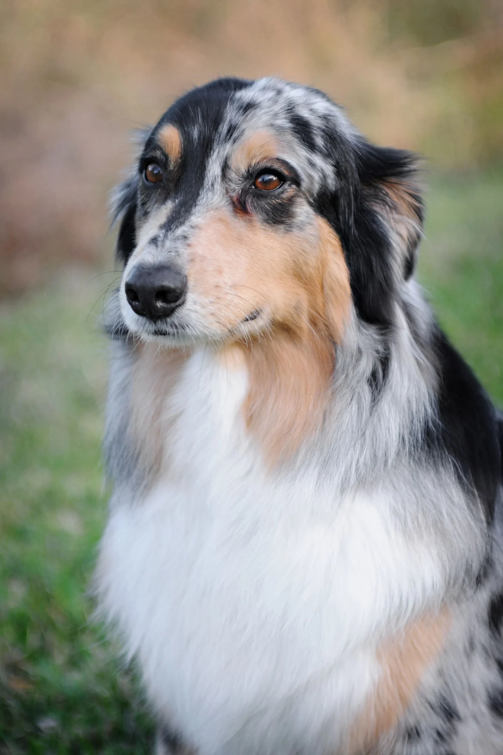 Australian Shepherd coat and markings