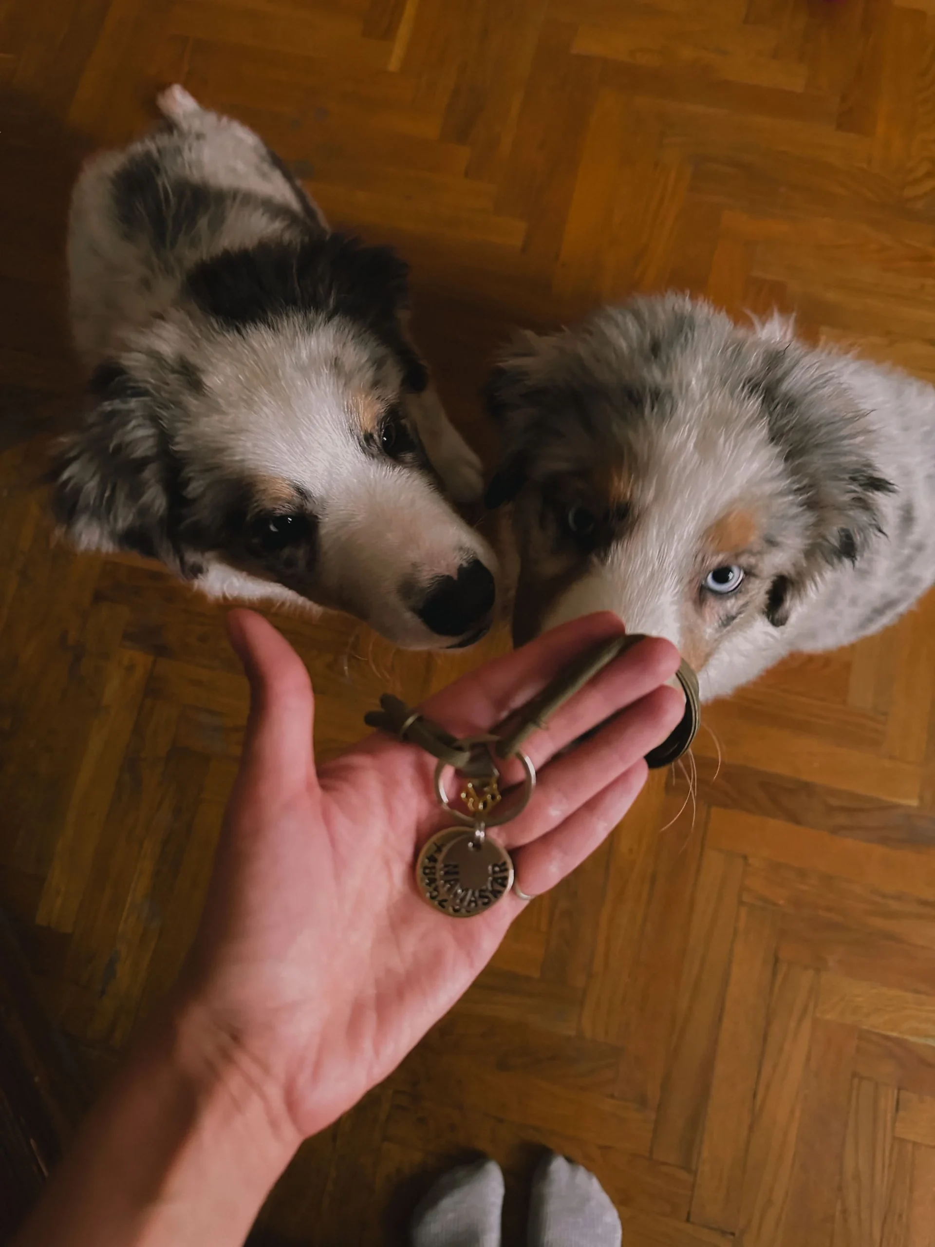 Australian Shepherd puppies