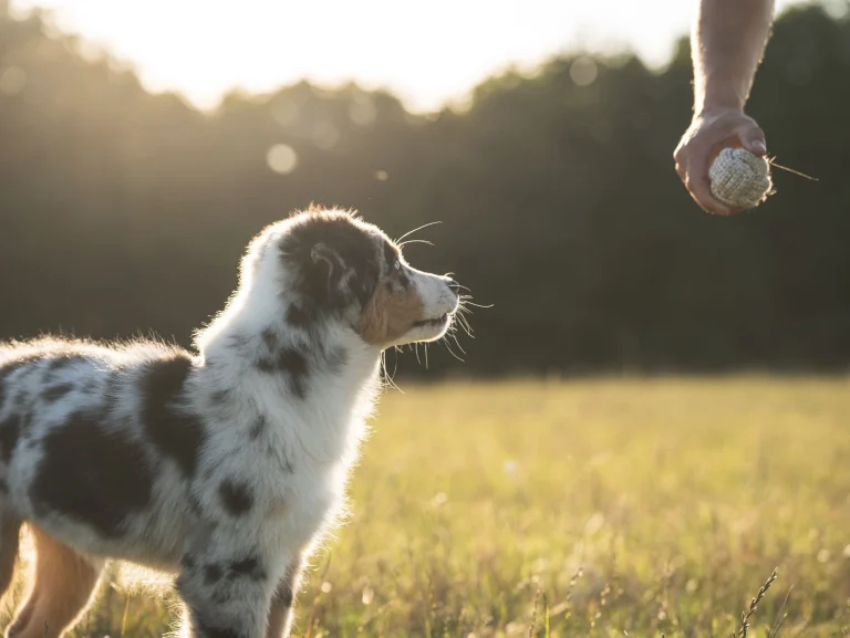 Tick Control for Australian Shepherds in Australia