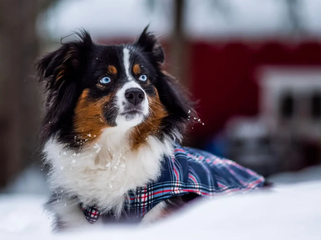 Managing Australian Shepherd Shedding at Home