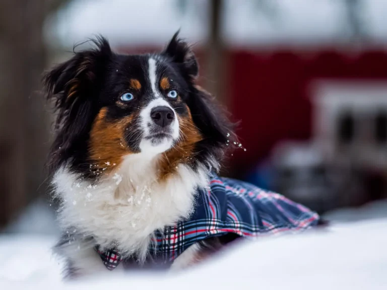 Managing Australian Shepherd Shedding at Home