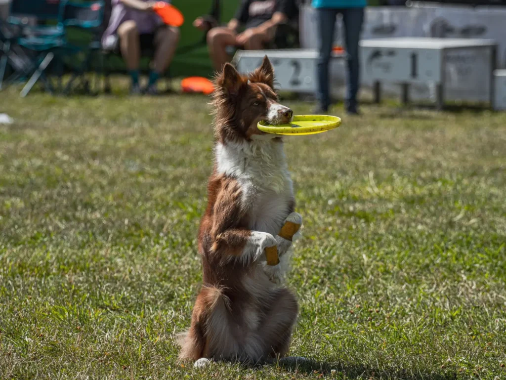 Frisbee Training for Australian Shepherds