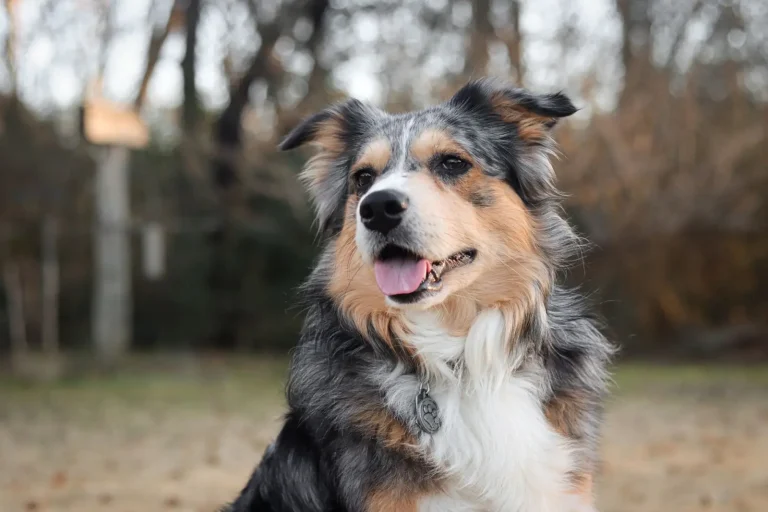 Managing Frustration in Australian Shepherd Training