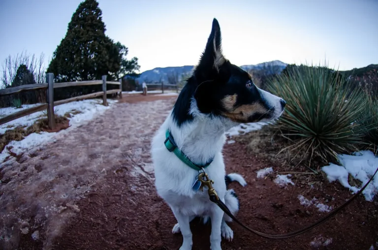 Dogs in Australian National Parks: What Owners Actually Need to Know